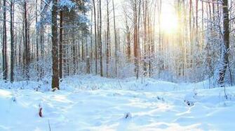 Snowy Forest Wallpaper HD