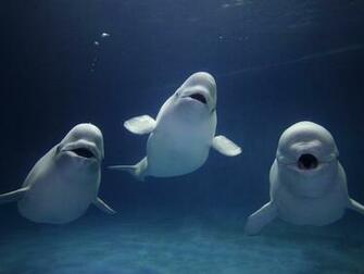 Wallpaper Photos Image Whales