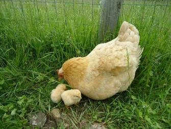 Hen Wallpaper