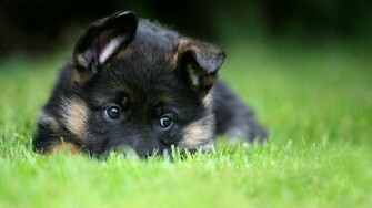 Cute Black Shiba Inu Wallpaper iPhone Wallpaperlepi