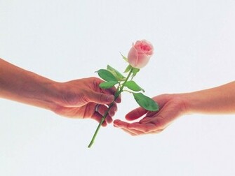 Love Roses Wallpaper Rose Flower