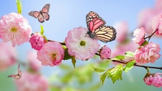 Spring Wallpaper