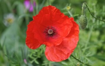 Red Wallpaper Photos Poppy