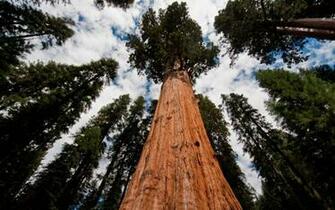 Sequoia National Park Sierra Nevada California United States Wallpaper