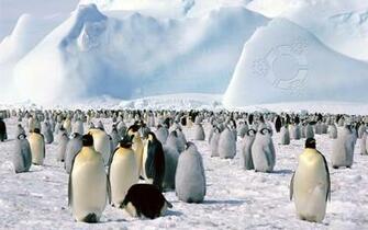 Wallpaper Widescreen Linux Computers Penguins Kubuntu