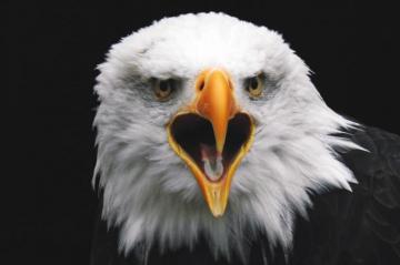 Animals Native To North America A Z List Pictures Fauna