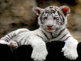 White Tiger Cub Photos HD Wallpaper