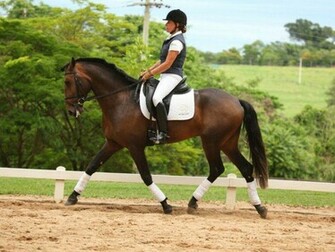 Dressage Lusitano Wallpaper