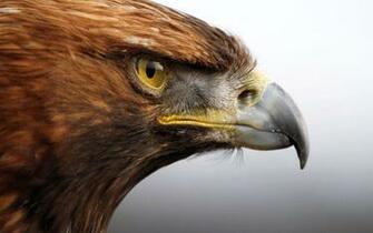 Golden Eagle Wallpaper