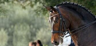 More Resources About Randy Wilson Quarter Horses Zanesville Ohio