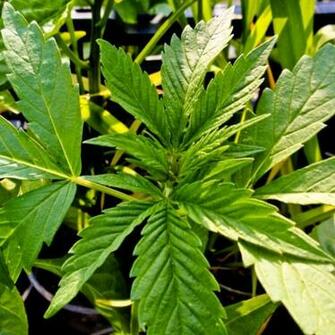 Badass Weed Pictures Picture