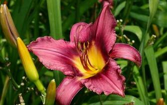 Purple Lily Wallpaper Flower
