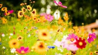 Cosmos Flowers In The Meadow Wallpaper