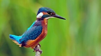 Kingfisher Wallpaper