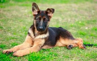 German Shepherd Computer Wallpaper Desktop Background