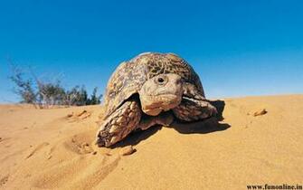 Tortoise Wallpaper Giant Tortoises HD For