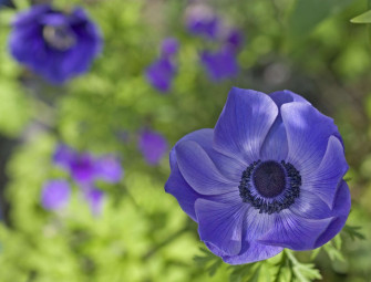 Anemone HD Wallpaper