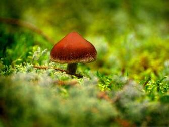 Background Wallpaper For Computer Tiny Mushroom On Green Grass