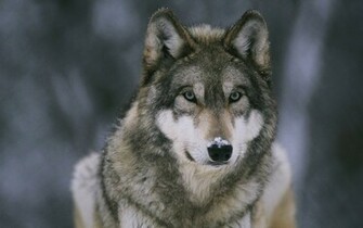 File Name Best HD Wolf Wallpaper Feelgrph