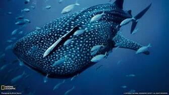 Whale Shark Computer Wallpaper Desktop Background Id