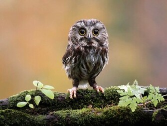 Tag Funny Owl Wallpaper Image Paos Pictures And Background For