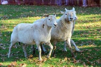 KataHDin Sheep Desktop Wallpaper