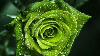 Green Rose Wallpaper HD Pictures Live Hq