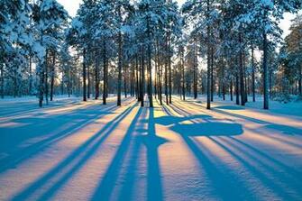 Forest Sunrise Winter Trees Wallpaper Background