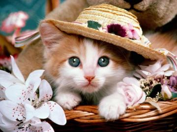 Cat HD Wallpaper Background Image