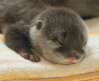 Month Old Baby Otters From Aquarium Kaiyukan In Osaka Japan