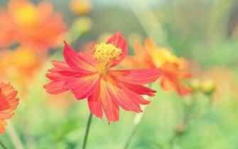 Cosmos Autumn Flower UHD Wallpaper New HD