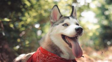 Wallpaper Husky Dog Cute Animals Funny