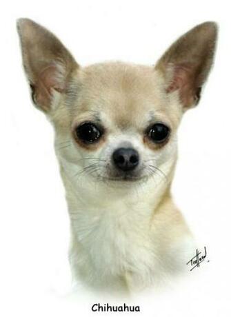 Chihuahua 9p93d 123 HD Walls Find Wallpaper