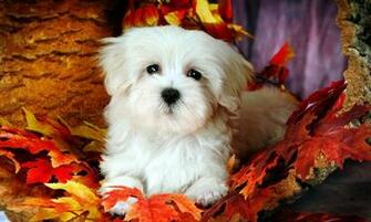 Maltese Dog Wallpaper Looks Cute