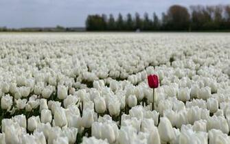 White Tulips Wallpaper HD5