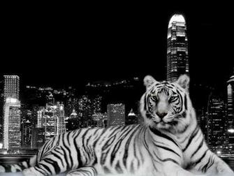 Tiger HD Wallpaper