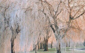 Frosted Weeping Willow Wallpaper