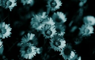 Dark Flowers Monochrome HD Wallpaper Background Fresh