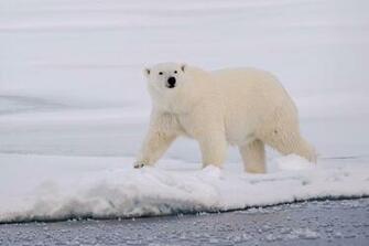 Explore The Collection Bears Animal Polar Bear