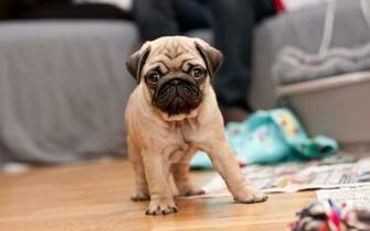 Pug Puppy On The Floor Wallpaper