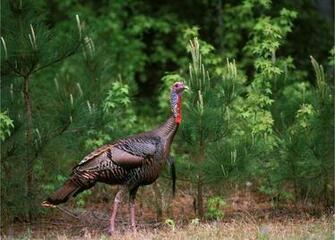 Turkey Hunting Tactics What