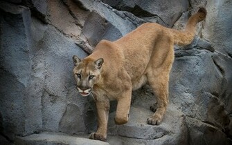 Cougar Computer Wallpaper Desktop Background Id
