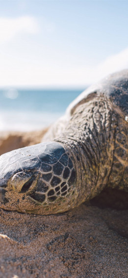 Sea Turtle iPhone Wallpaper