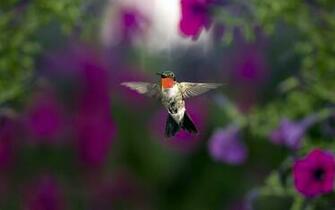 Pure High Definition HD You Can Cool Desktop Image For