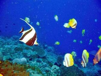 Moorish Idol Wallpaper E