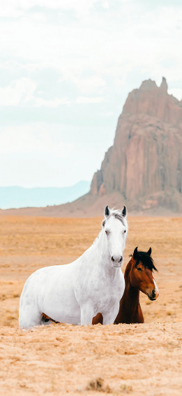 White And Brown Horses Wallpaper 4k