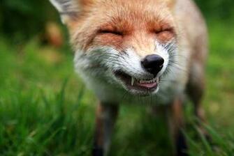 Funny Fox Unique Animal Wallpaper