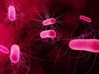 Bacteria Wallpaper Ing Gallery