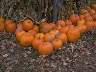 Halloween Pumpkins Wallpaper