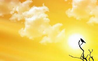 Sunset Bird Desktop Pc And Mac Wallpaper